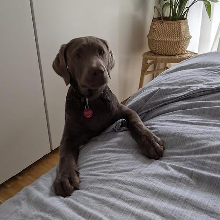 Bed & Breakfast Bonn 24 Mai Bis14 Juni Mit Hund In Der Wohnung Esterno foto