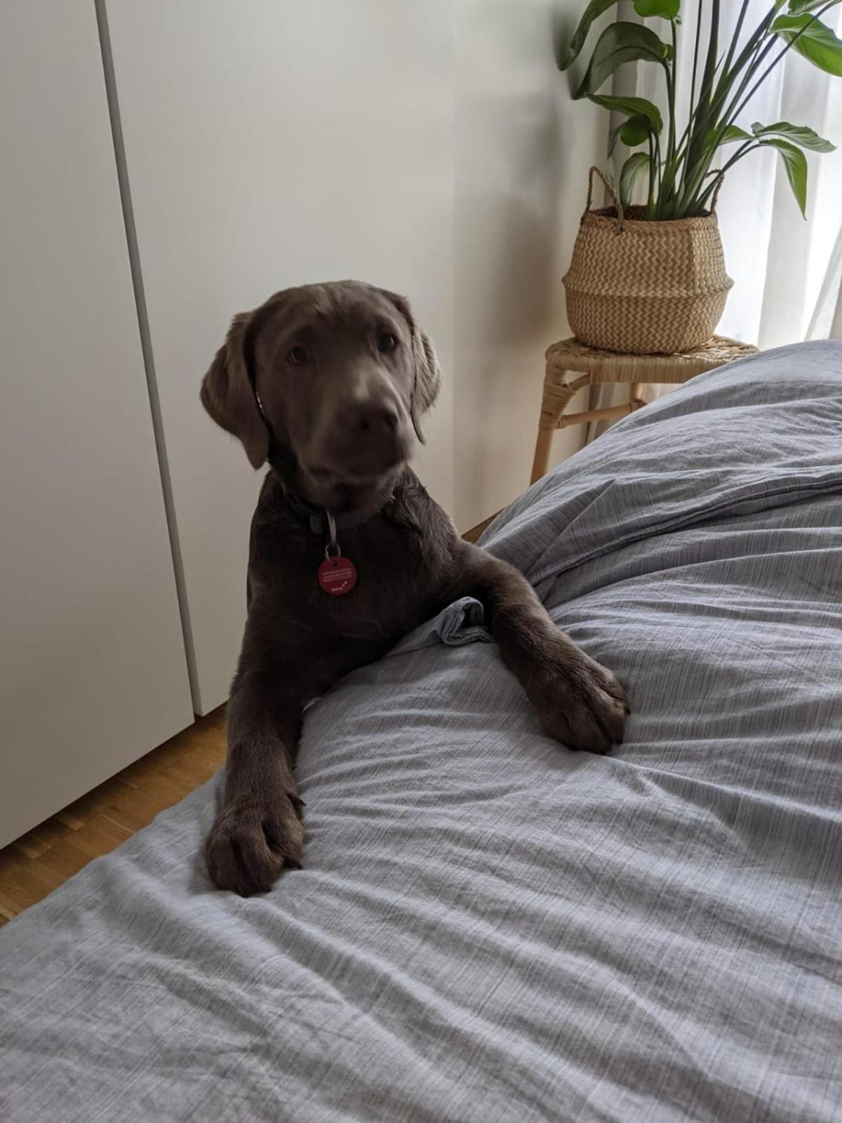 Bed & Breakfast Bonn 24 Mai Bis14 Juni Mit Hund In Der Wohnung Esterno foto